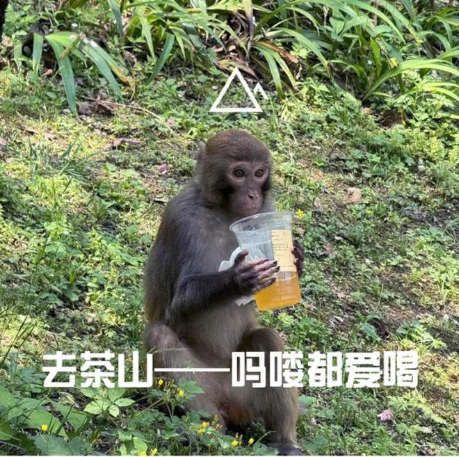 Emc易倍体育：“松弛贵州人有自己的星巴克”多少打工人在这待一天能炫8杯奶茶(图15)