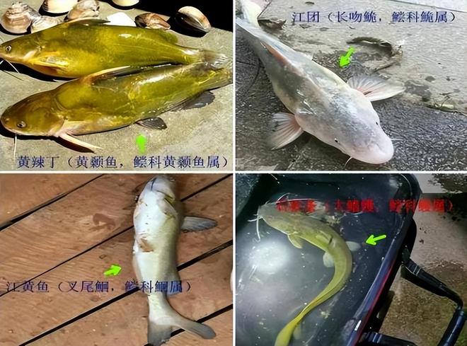 你不要给我！湖北男子长江边钓到“巨型黄辣丁”足有半米多长(图6)
