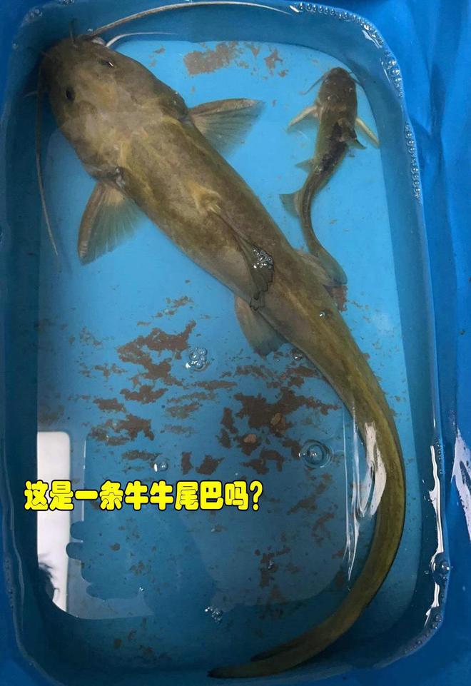 你不要给我！湖北男子长江边钓到“巨型黄辣丁”足有半米多长(图7)